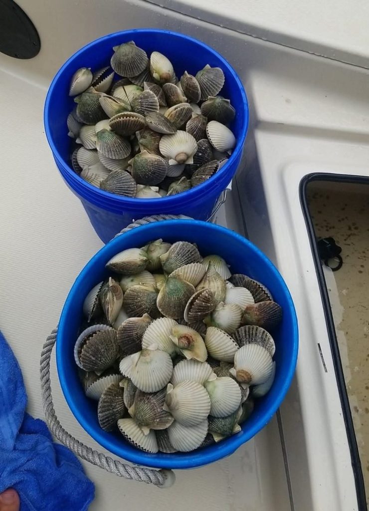 Two buckets filled with scallops in Weeki Wachee FL