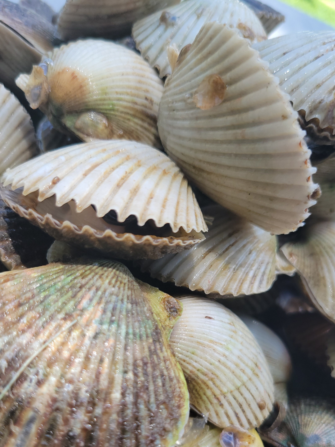 Close-up of scallops in Weeki Wachee FL