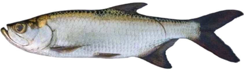 Tarpon in Weeki Wachee FL